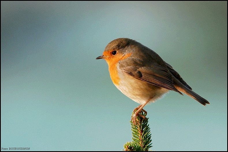 Rougegorge (erithacus rubelica) par Pierre BOURGUIGNON